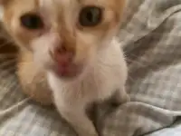 КОТЯТА В ДОБРЫЕ РУКИ ОЧЕНЬ СРОЧНО, фотография 8
