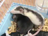 Два крысенка ищут дом