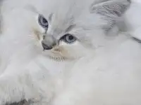 Котята, фотография 3