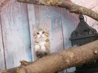 Котята курильского бобтейла, фотография 10
