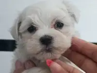 Мальтийской болонки щенки, фотография 4