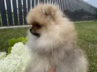 Шикарные малыши, фотография 3