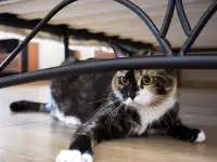 Кошка Клёпа. Клеопатра. Кастрирована., фотография 3