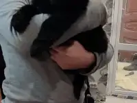 Щенок нем овчарки