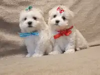 Мальтийской болонки щенки, фотография 4