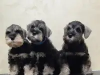 Цвергшнауцер щенки