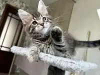 Крупный мальчик мейн-кун, фотография 5