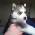 Щенки хаски