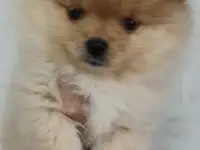 Щенки шпица
