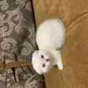 Чистокровные шотландские котята, фотография 3