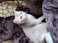 Шотландский кот голубая золотая шиншилла, фотография 6