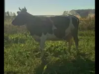 Продам двух коров