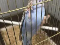 Попугай с клеткой, фотография 2
