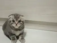 Шотладские котята, фотография 1