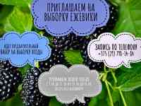 Приглашаем на выборку ежевики