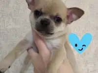 Щенки чихуахуа
