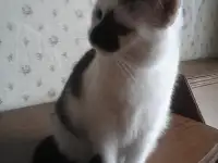 КОТЕНОК МАЛЬЧИК 2.5 МЕС., фотография 4