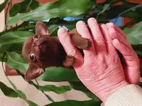 Девочки мини чихуахуа, фотография 5