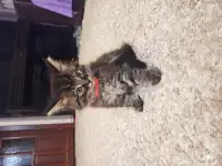 Отдам котят в добрые руки, фотография 5