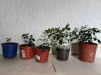 мурайя метельчатая, фотография 3