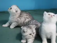 Шотландские котята, фотография 12