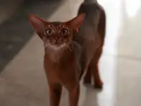 Абиссинские котята в Беларуси