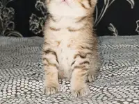 Шотландские котята, фотография 2