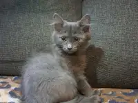 Отдам даром, фотография 4
