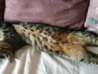 Нежный малыш Шпротик в самые добрые ручки!