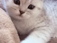 Шотландский вислоухий котенок, фотография 2