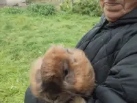 Продам декоративного кролика