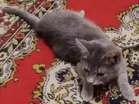 Котята в дар, в добрые руки, фотография 5