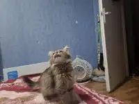 Котёнок в дар, фотография 2