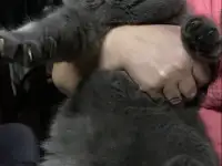 Вязка.Британский кот голубого окраса, фотография 2