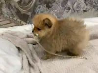 Мини девочка шпица , 2 месяца, фотография 3