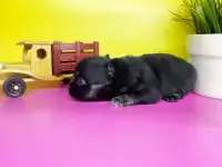 Щенки чихуахуа из породного питомника JudiTeilor, фотография 4