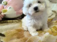 Щенки Мальтийской болонки