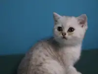 Шотландские котята, фотография 11