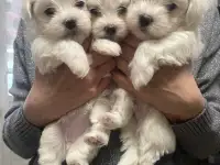 Продажа щенков мальтийской болонки, фотография 2