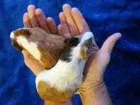 свинки морские, фотография 3