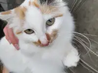 Отдам в хорошие руки