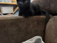Котенок черничка, фотография 2