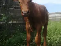Продам покрытую дойную корову и бычка, фотография 4