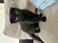 Шотландские котята, фотография 4