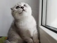 Скоттиш-страйт, шотландцы, фотография 12