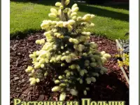 Декоративные растения из Польши, фотография 4