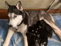 Продаются щенки сибирской хаски, фотография 7