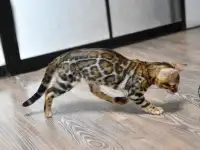 Лучшие бенгальские котята, фотография 2
