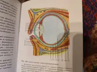 Учебник по анатомии и физиологии для медицинских вузов, фотография 4