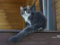 Мейн-кун  котёнок  мальчик, фотография 5